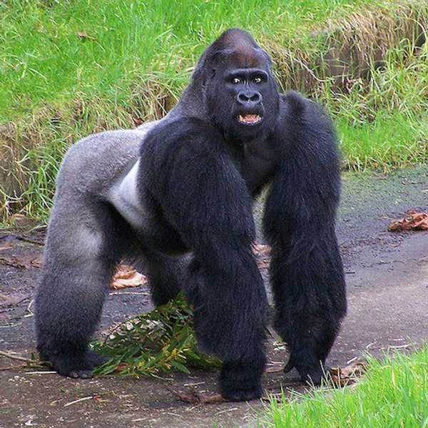 Cincinnati Zoo: Catch 22