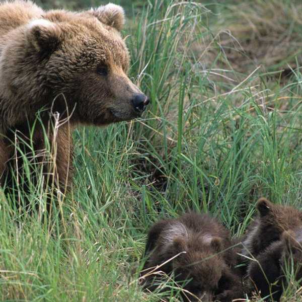 12 Animals You Didn't Know Were Endangered