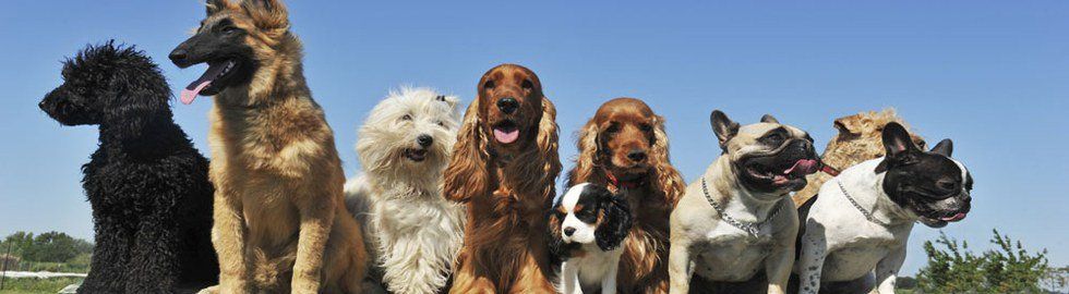 Why Working With Dogs Is Not Just “Playing With Puppies All Day”