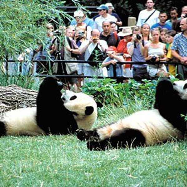 Pros And Cons Of Zoos