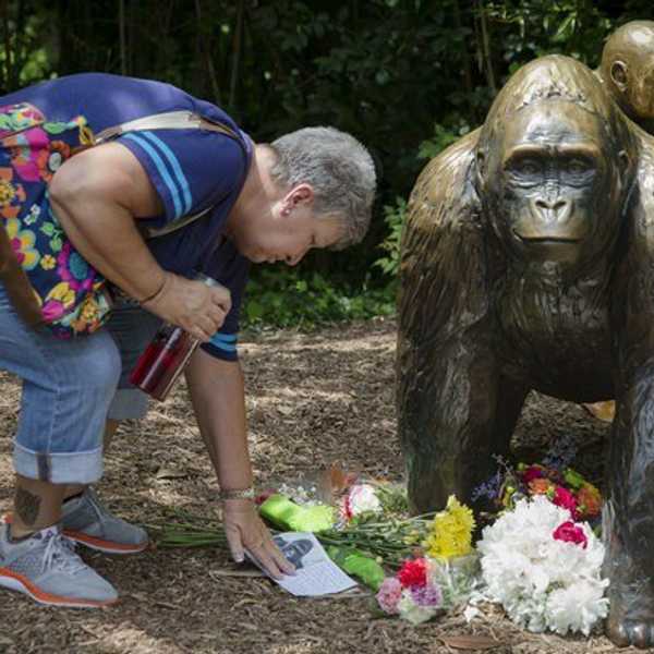The Gorilla Died...So What?