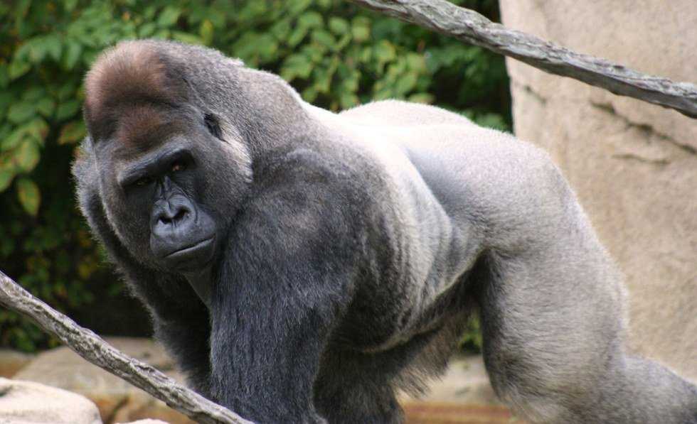 Harambe And The Cincinnati Zoo: A Lesson In Compassion