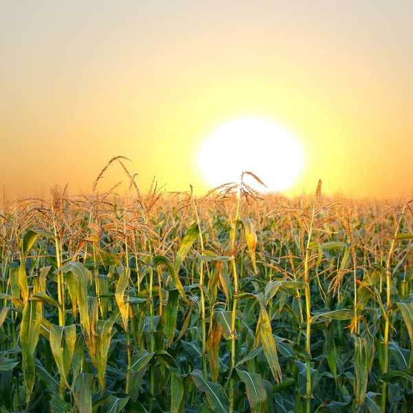 GMOs: The Dos And Do Nots