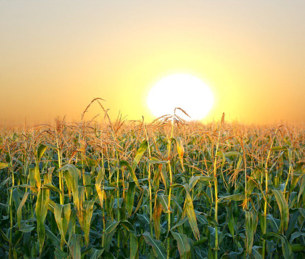 GMOs: The Dos And Do Nots