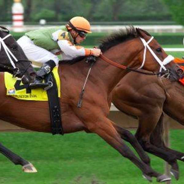 Horses Are Being Abused