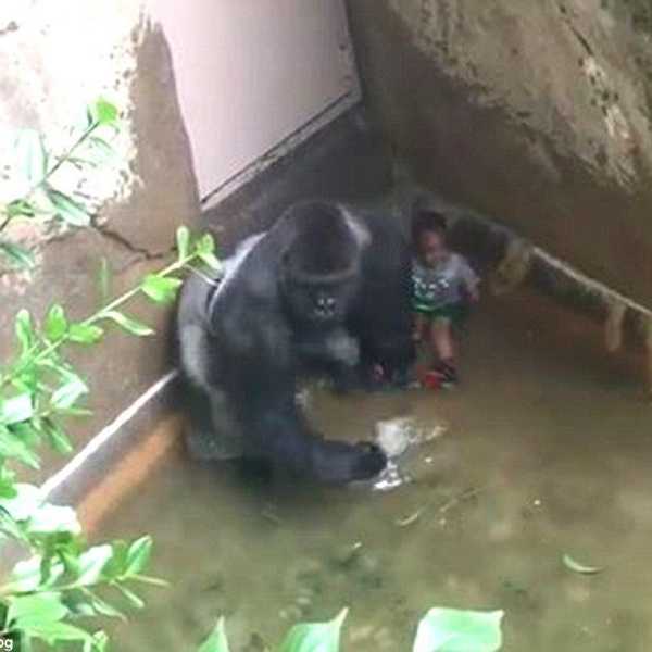 Harambe: Was Shooting Him Really Necessary?