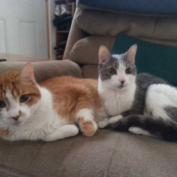 The Truth about Being a Cat Lady