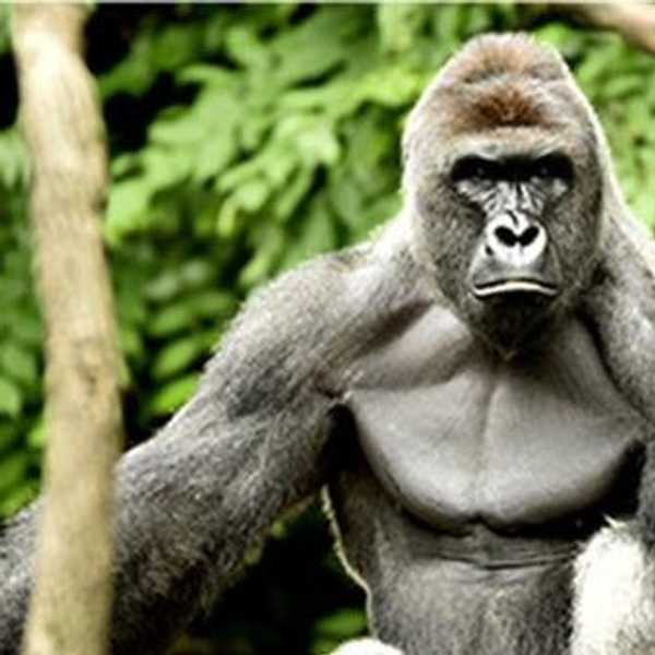 Who's To Blame For This Gorilla's Death