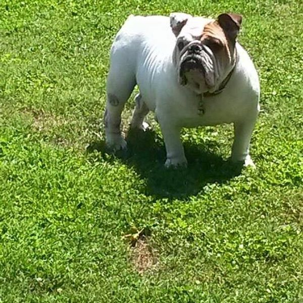 5 Signs That You're A Dog Person