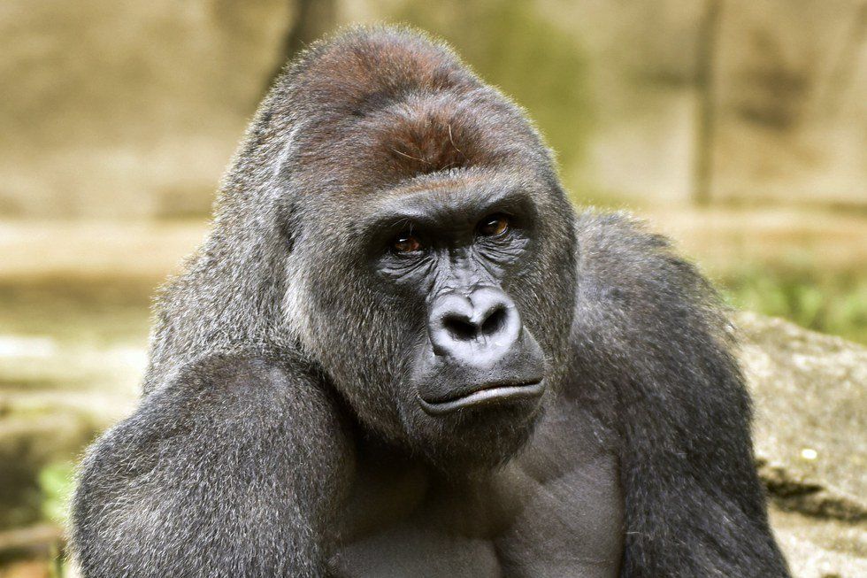 Who Do I Blame For The Death Of Harambe The Gorilla?