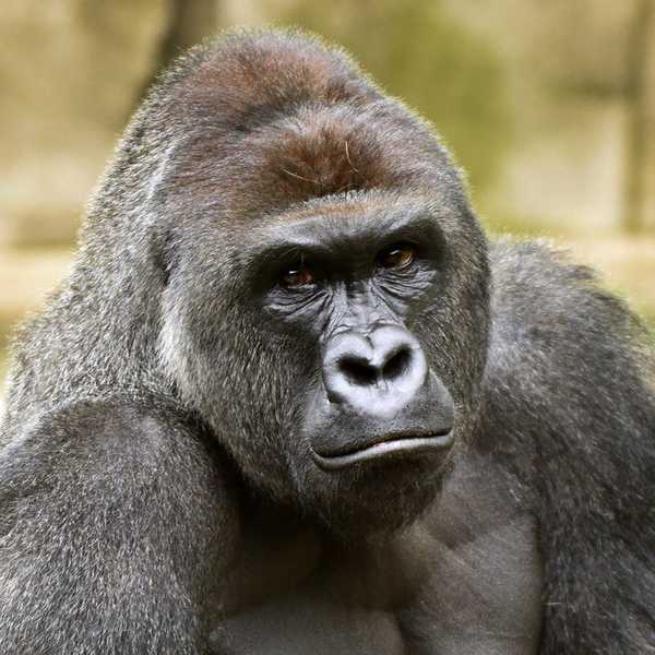 Who Do I Blame For The Death Of Harambe The Gorilla?