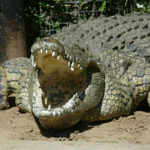 Nile Crocodiles Found in South Florida