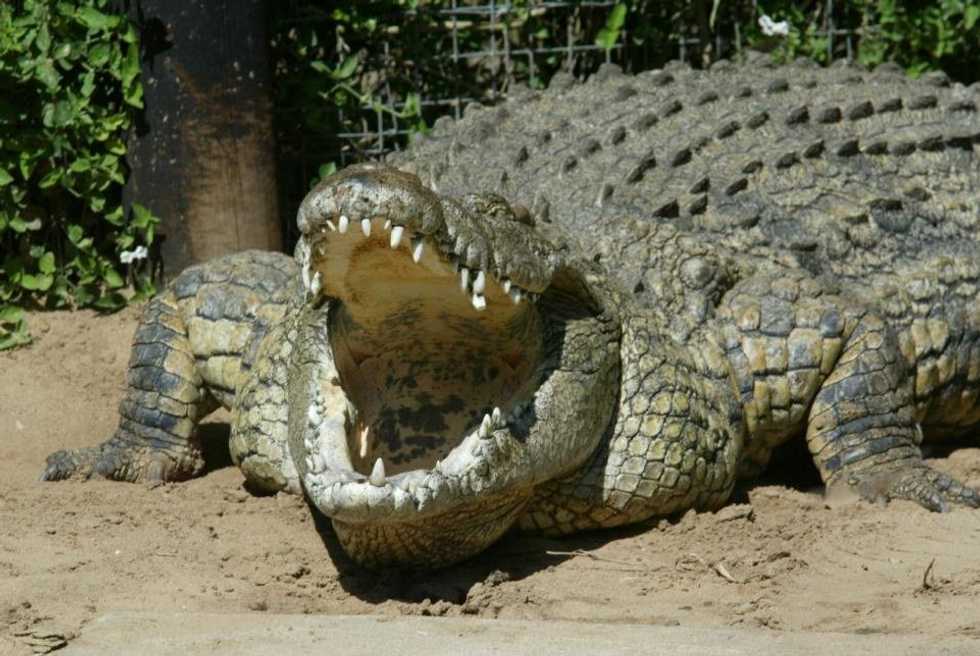 Nile Crocodiles Found in South Florida