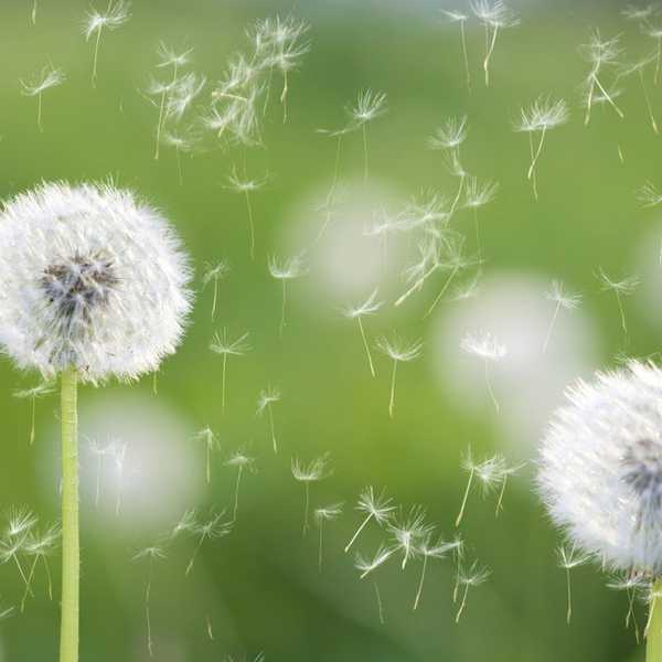 Coping With Seasonal Allergies