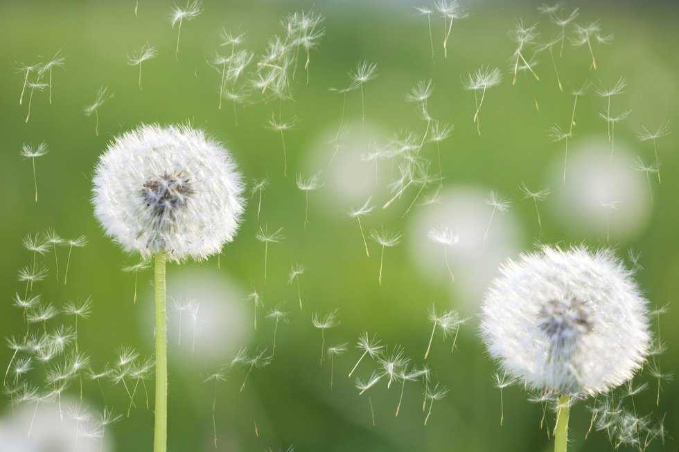 Coping With Seasonal Allergies