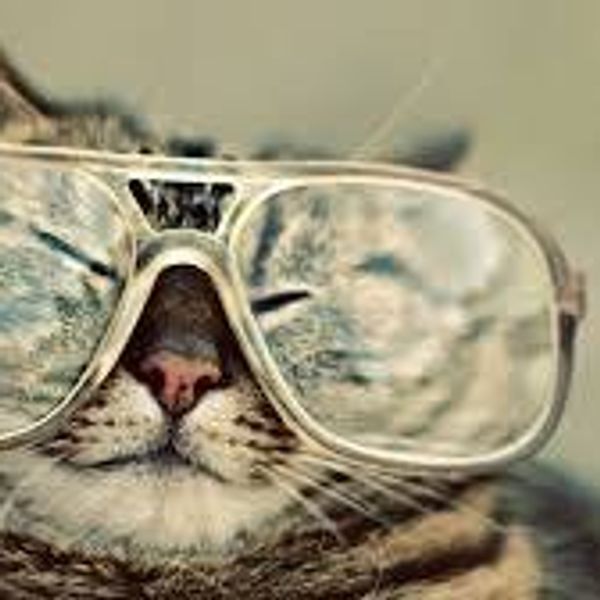 5 Reasons Why Cats Are The Best Pets