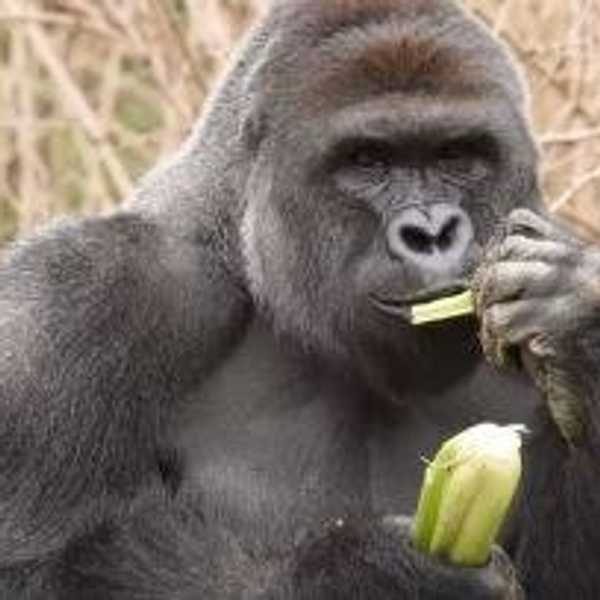 Public Outrage Over Gorilla's Death At Cincinnati Zoo Seeks To Hold Parent Responsible For Incident