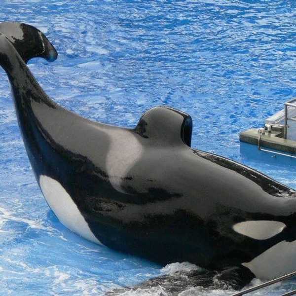 Dear SeaWorld: Step Up, Buttercup