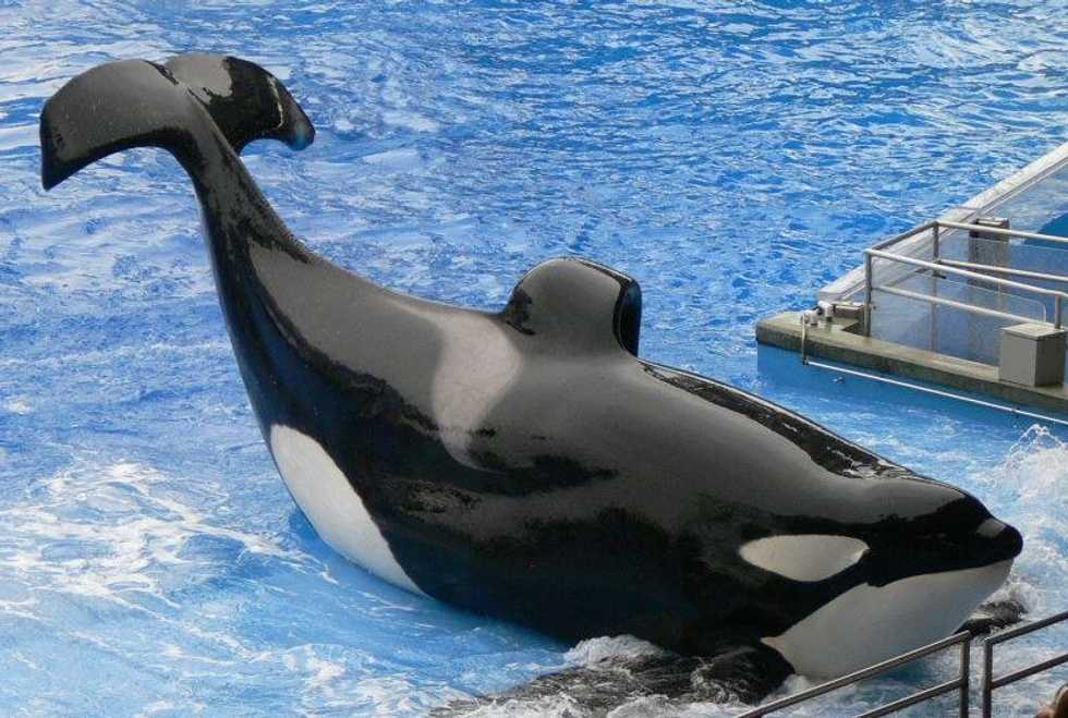 Dear SeaWorld: Step Up, Buttercup