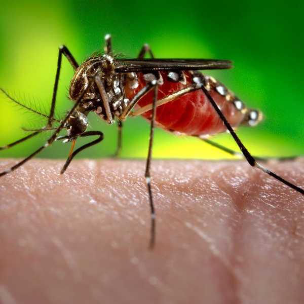 How To Prepare This Summer With Zika Virus In The mix