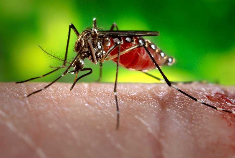 How To Prepare This Summer With Zika Virus In The mix