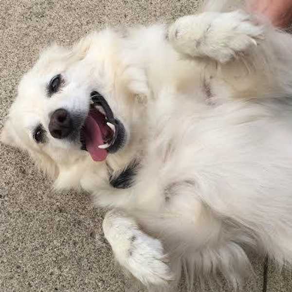 Perks Of Having A Dog
