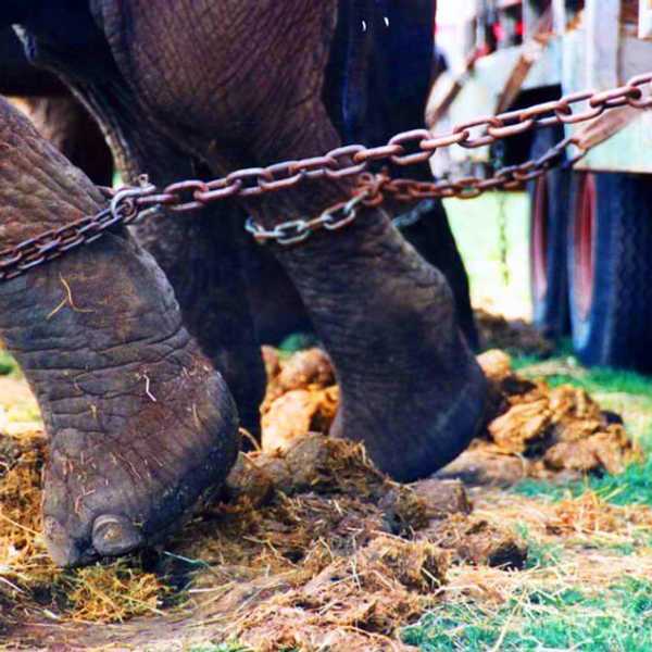 Acrobats Over Elephants