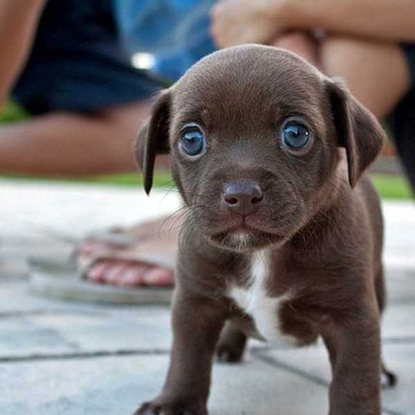 Why Are Facebook's Baby Animal Videos So Darn Addictive?