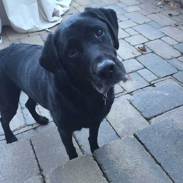 Why Dogs Are The Best