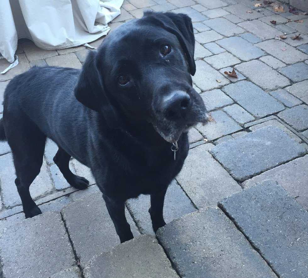 Why Dogs Are The Best