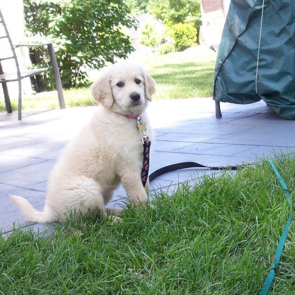 Unconditionally: The Story Of A Girl And Her Dog