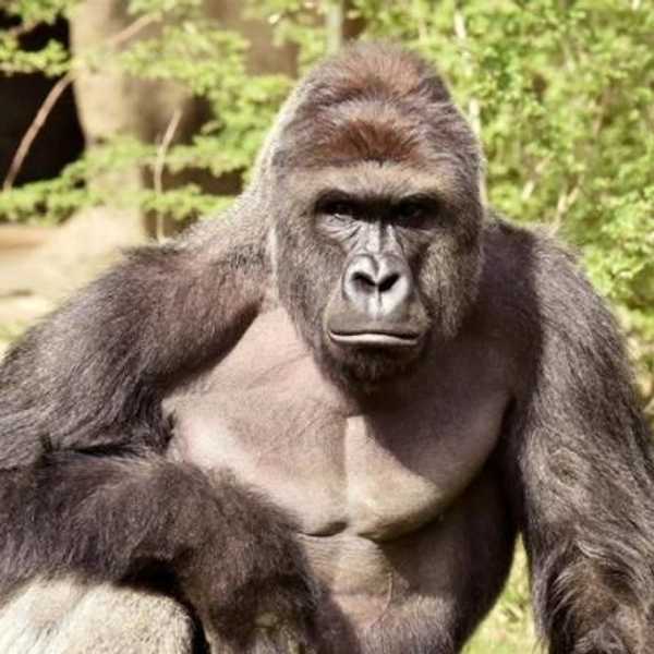 Let Harambe Be The Last