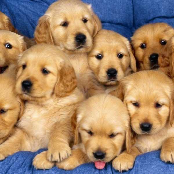 Reasons Why Dogs Are The Best Things Ever