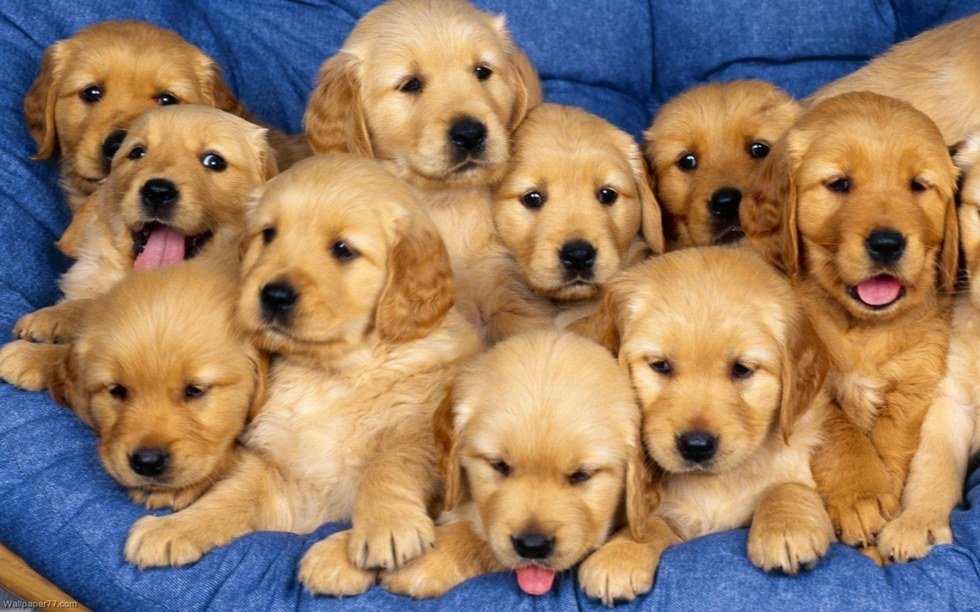 Reasons Why Dogs Are The Best Things Ever