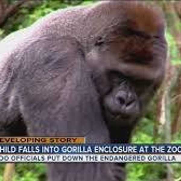 Gorilla Death In Zoo After Child Enters Enclosure