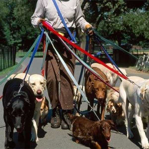 Why Having A Pet Is An Absolute Must