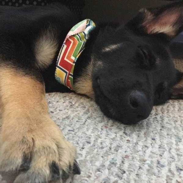 5 Inevitable Things When You're A Dog Parent