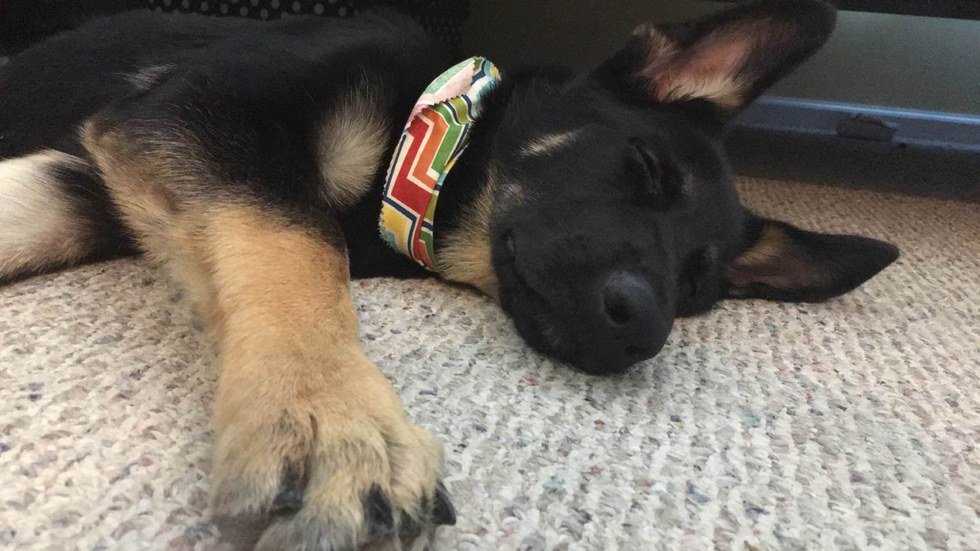 5 Inevitable Things When You're A Dog Parent