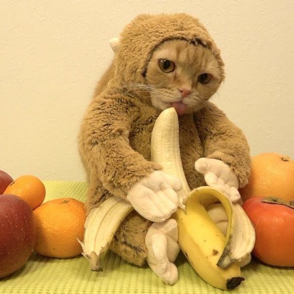 5 Reasons Cats Make The Best Roommates