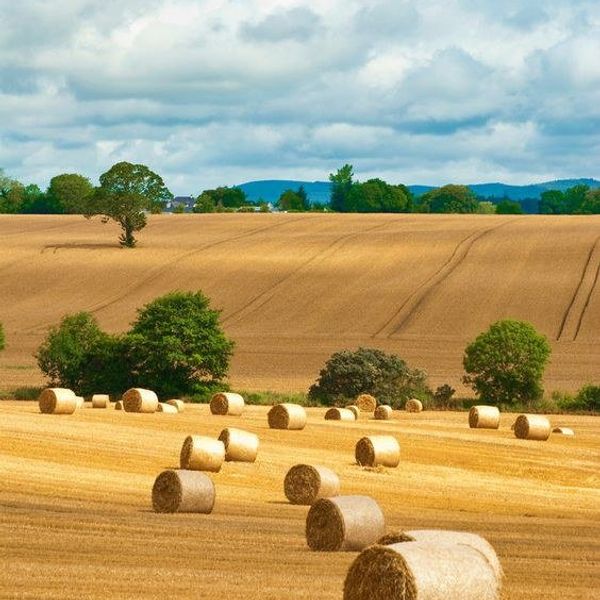 Living In The Country