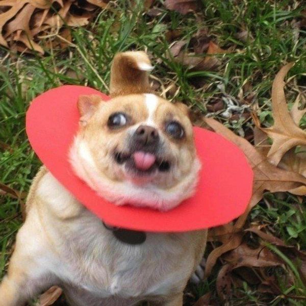 11 Reasons Dogs Are The Best