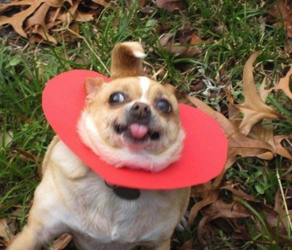 11 Reasons Dogs Are The Best