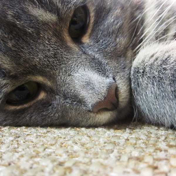 11 Reasons Why Animals Are Better Than Humans
