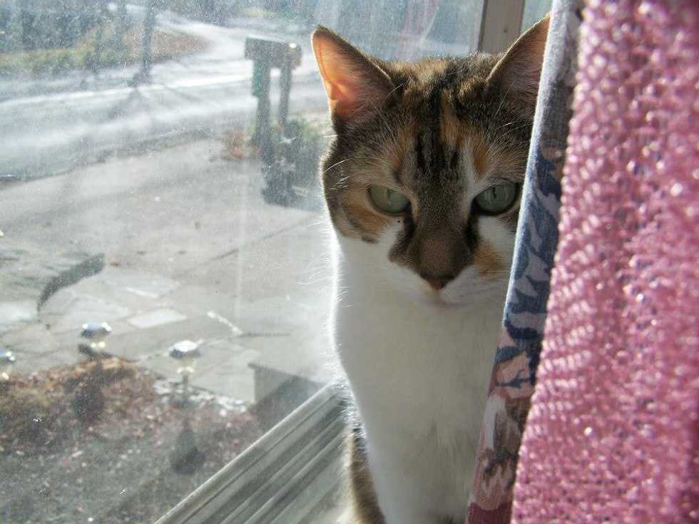 11 Signs Your Cat Is Your Best Friend