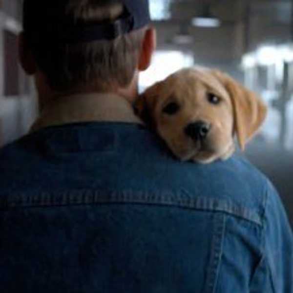 10 Things We Can Learn From Man's Best Friend