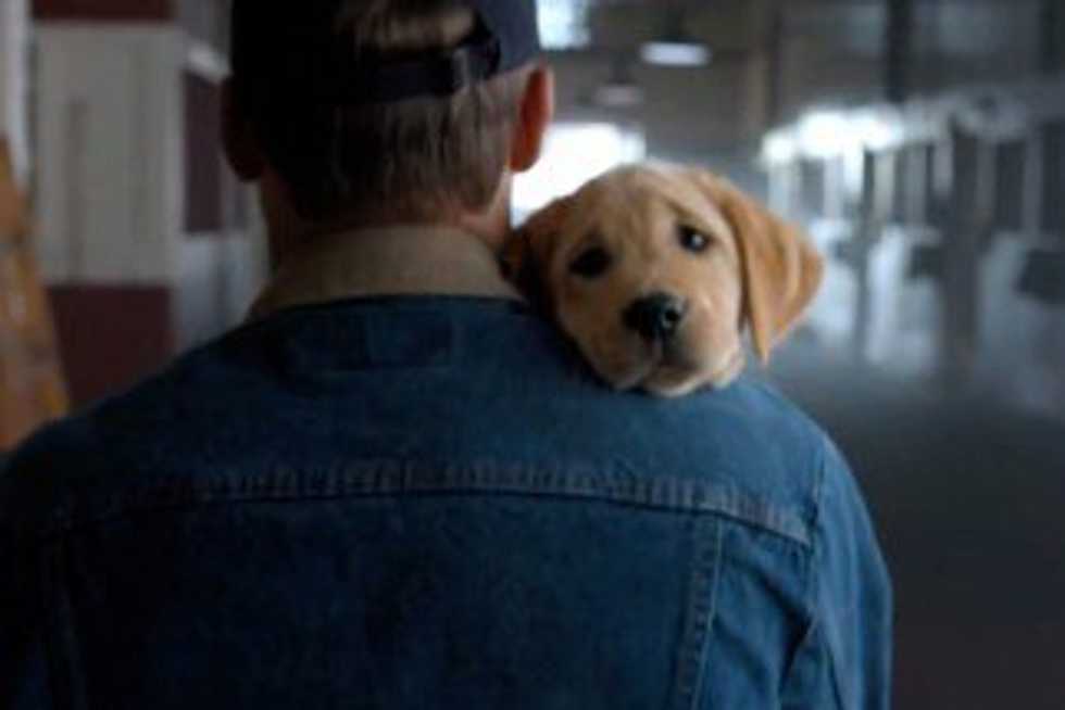 10 Things We Can Learn From Man's Best Friend