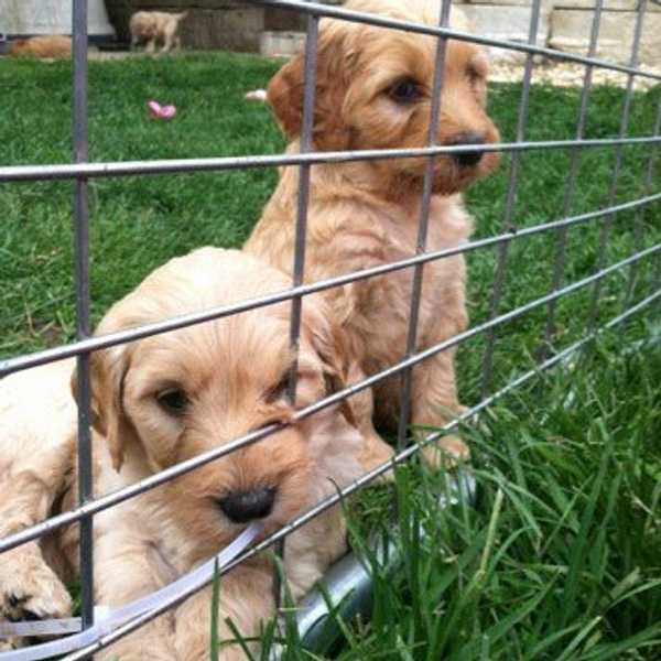5 Steps To Picking The Perfect Puppy