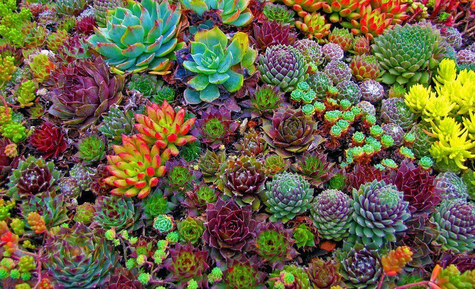 Everything You Need To Know About Succulent Maintenance