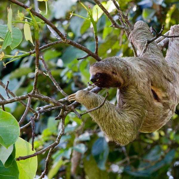 Let's Stop Pretending Sloths Are Cute