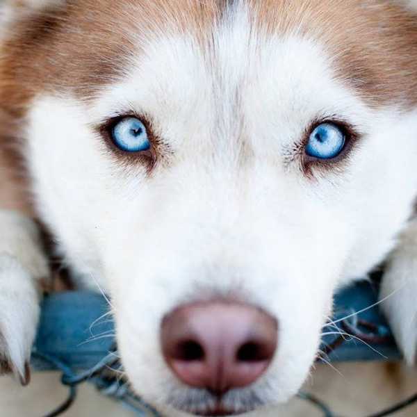 Five Reasons Why Dogs Are Better Friends Than People